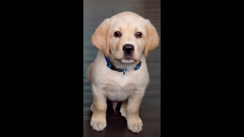 Puppy training|Trending|labrador|Funny|Dog education