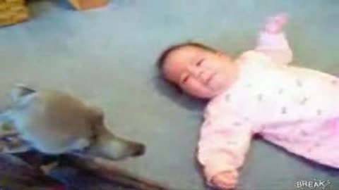 Crying Baby vs Dog