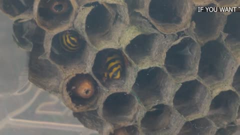 THE BRUTAL BATTLE OF THE WASP SPIDER AND WASPS FROM THE WASP NEST! [Live feeding!]-9