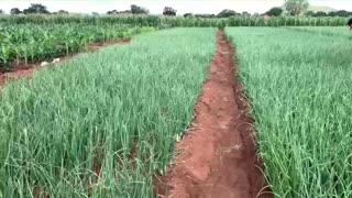 Onion farm