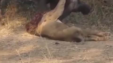 Death Fight Lion vs Cow😱😱
