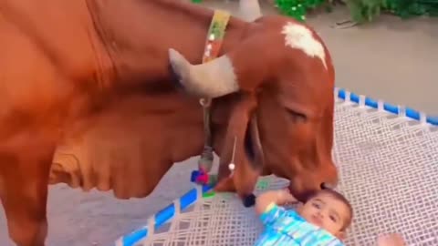 Cow Funn in little Cute baby