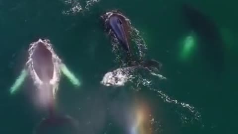 Beautiful Whales Scene
