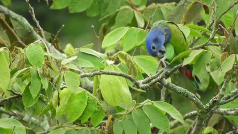 Indian Ringneck Parrot Natural