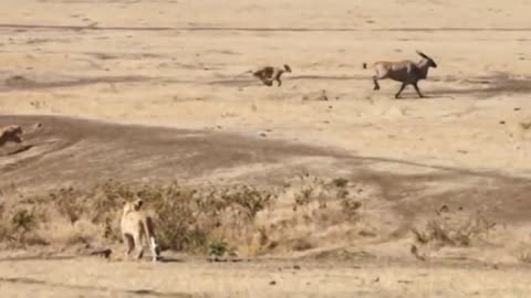 Intense Lion vs Eland Chase: Who Will Win the Battle of Speed and Strength?