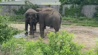 elephants doing their thing
