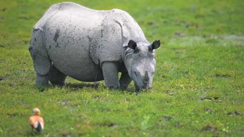 Beautiful animals 🦏❤️ #shorts #animals#wildlife