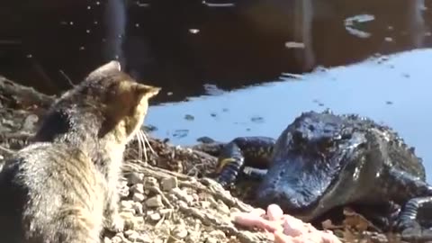 Cat vs crocodile- cats are very brave