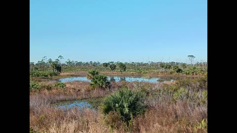 Johnathan Dickerson State Park, Hobe Sound, Florida