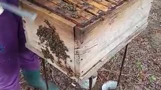 Carefully Harvesting Of Honey And Replacing Honeycomb