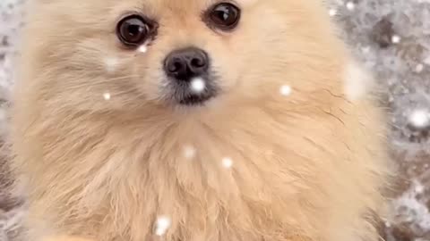 Cute dog adorable 🥰