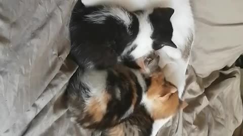 Sleeping momma and kittens