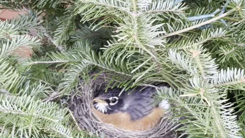 Robin sits patiently on nest of four beautiful blue eggs