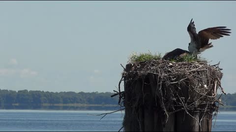 Florida osprey birds