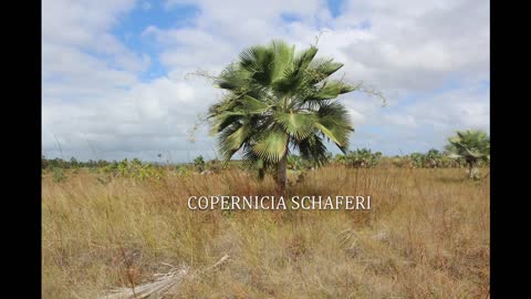 Palm Habitat in Camaguey, Cuba