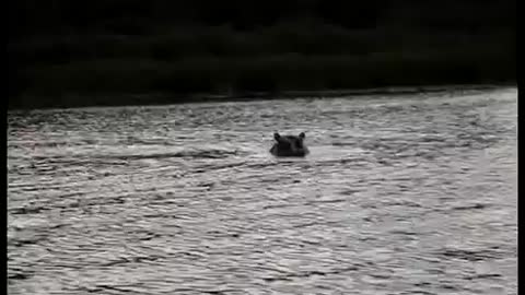 Hippo attack boat