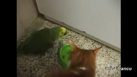 Parrots Annoying Cats Compilation...