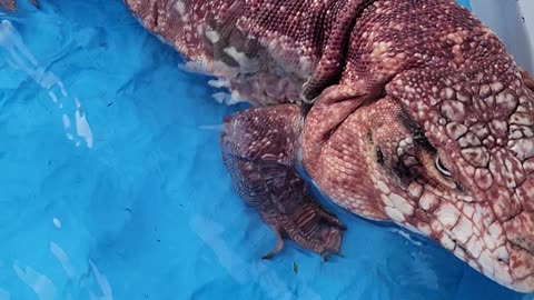 Little Girl Swimming With Giant Lizard!