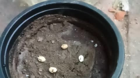 How To Grow Moringa Plant Vis Seeds | How To Grow White Moringa | White Moringa | Moringa