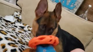 German Shepherd, Tank playing