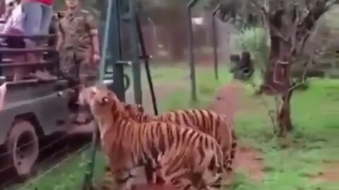 Tiger and awesome jump