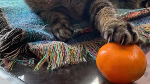 Do cat's like clementines ?