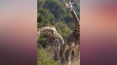 Neck-to-neck combat: Giraffes fight fair when they spar, researchers find