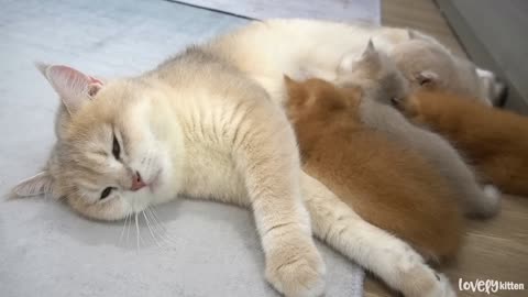 Mother cat loves all her babies, she is very pampering and tender talking to them(part 73)