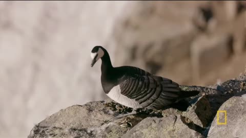 Dramatic Life of Geese | National Geographic Source