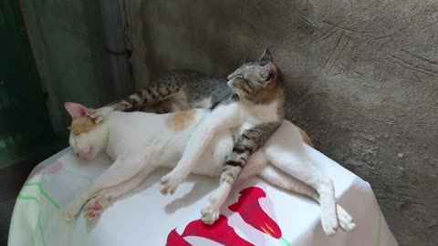 Cat Sleeping Over His Brother