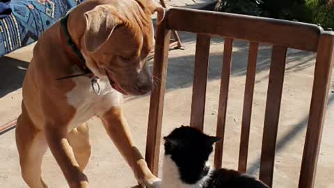 pit bull playing with a cat