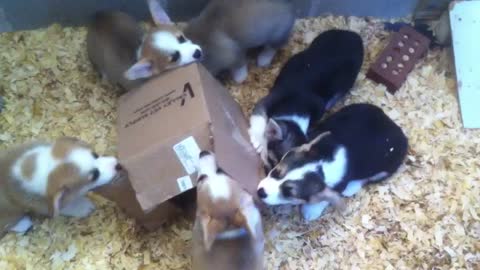 Adorable Corgi puppies attack cardboard box