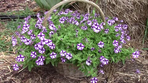 How To Grow Flowers In A Basket - But Not Really In The Basket