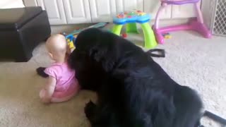 Giant Newfoundland Expresses His Love For Cute Little Girl In The Most Adorable Way