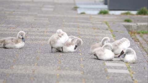 Mute Swan Family with 10 Cygnets Crossing the Road