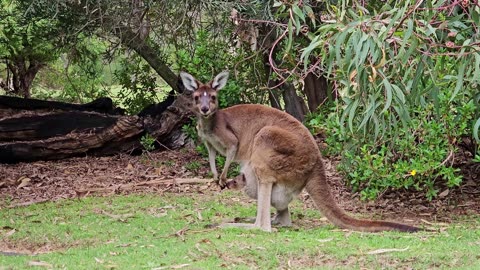 Most Amazing Moments Of Wild Animal - Wild Discovery Animals (kangaroo)