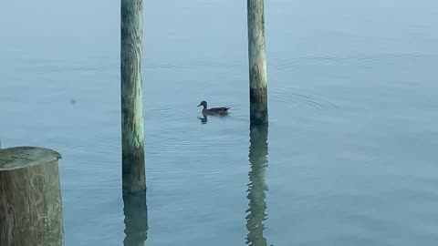 Ducks outside our vaca spot