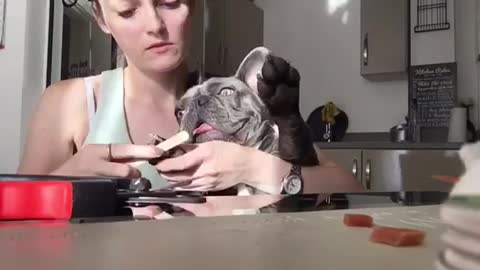 Pampered French Bulldog enjoys pedicure