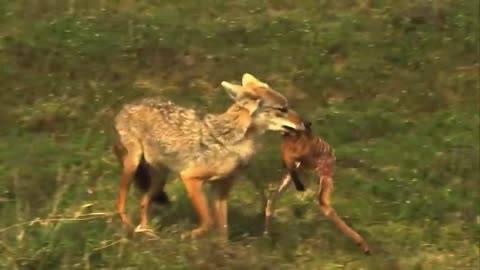 Innocent Baby Gazelle's Fate Ended Up On The Jackals Jaws