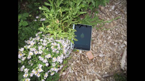 Michaelmas daisies Asters September 2021