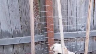 Puppy loves uprooting plants