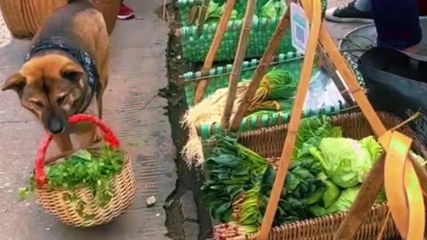 When the house dog goes to the market 🐕