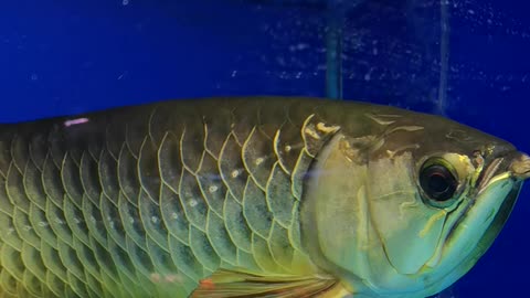 Golden Arowana