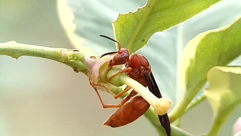 Red Paper Wasp Eating Nectar