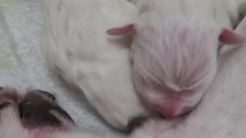 2 Day Old Dogo Argentino Puppies