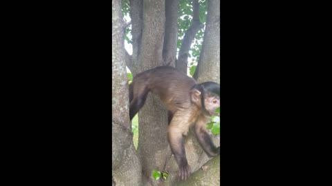 Monkey Willow in a tree