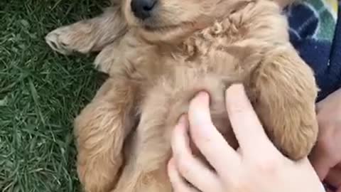 Mini Goldendoodle Puppy thinks Belly Wubs are the Best