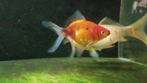 More fancy goldfish in a 55 gallon aquarium