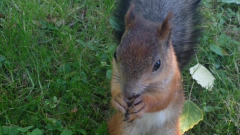how to tame the forest squirrel