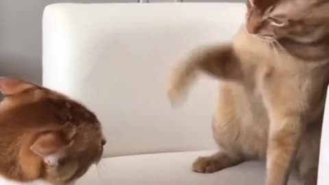 Adorable Cat Comedy Showdown: Hilarious Feline Fight